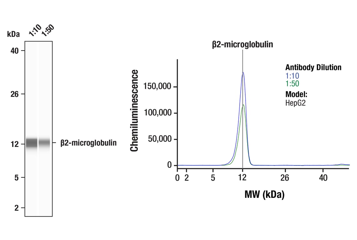 undefined Image 12: MHC Class I Antigen Processing and Presentation Antibody Sampler Kit