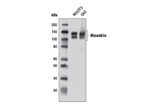 Western Blotting Image 1: Nicastrin (D65G7) Rabbit mAb