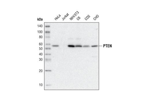 Western Blotting Image 1: PTEN (D4.3) XP<sup>®</sup> Rabbit mAb (Biotinylated)