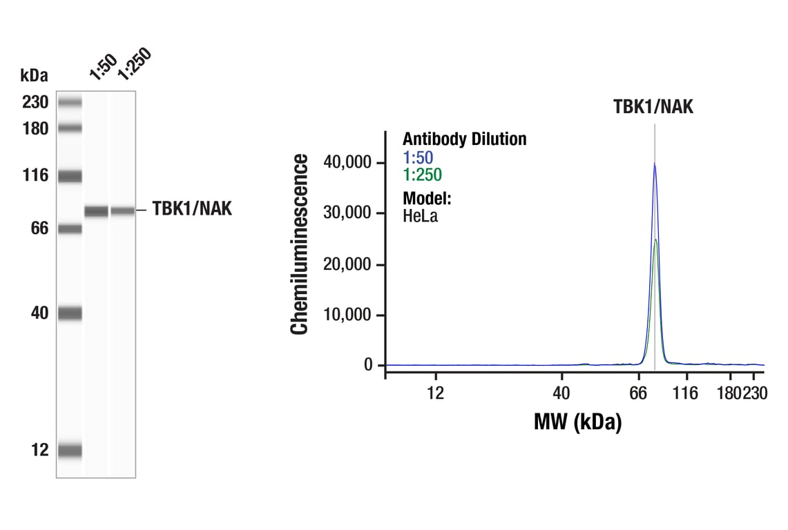 Western Blotting Image 1: TBK1/NAK (D1B4) Rabbit mAb