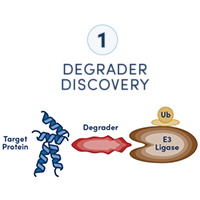 示意图显示蛋白质、降解分子和 E3 连接酶三者彼此分离