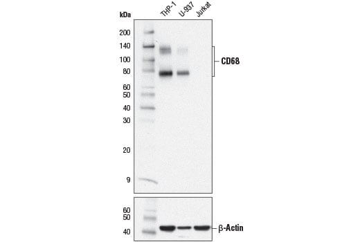 undefined Image 6: Microglia Neurodegeneration Module Antibody Sampler Kit