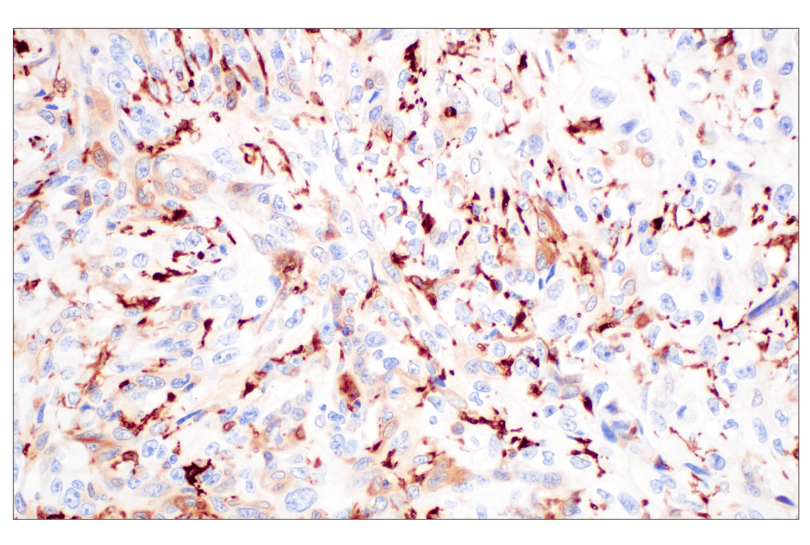 Immunohistochemistry Image 3: FTL (F9O4I) Rabbit mAb