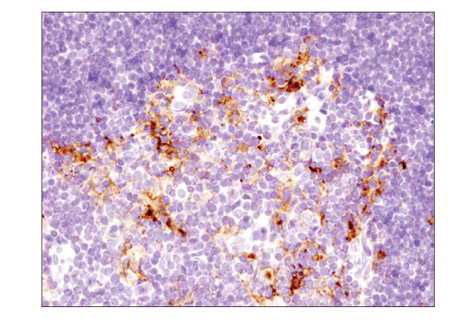 Immunohistochemistry Image 1: PD-L1 (D5V3B) Rabbit mAb (BSA and Azide Free)