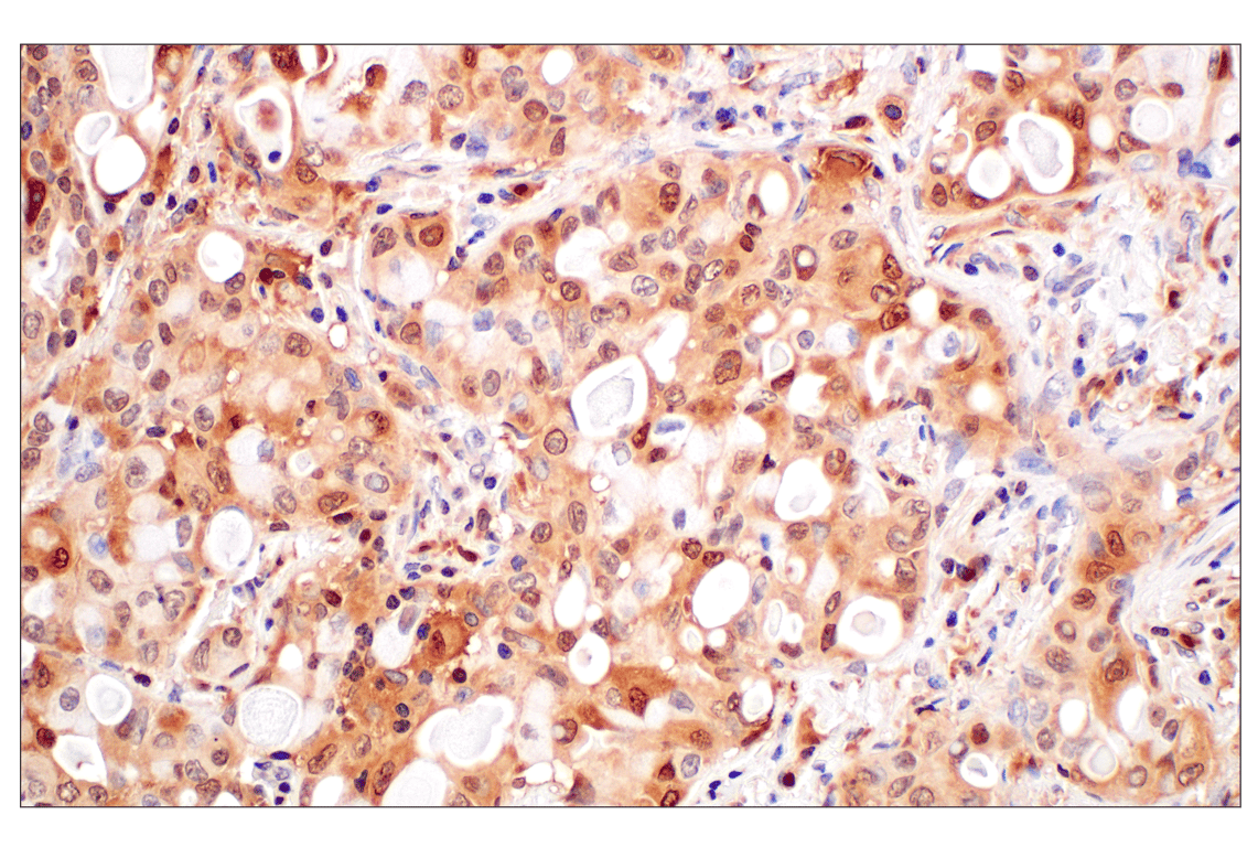 Immunohistochemistry Image 5: GPX4 (E5Y8K) Rabbit mAb