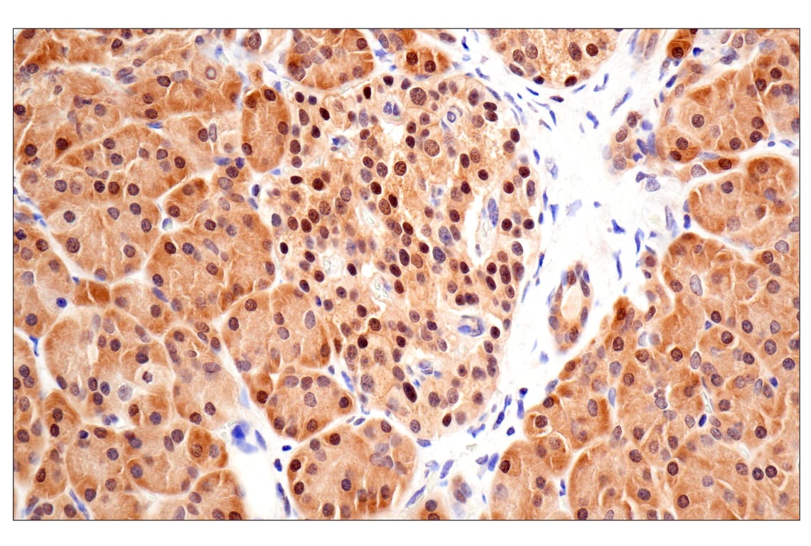 Immunohistochemistry Image 7: ACBP/DBI (E4V8V) XP<sup>®</sup> Rabbit mAb
