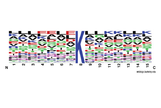PTMScan Image 2: PTMScan<sup>®</sup> Pilot Acetyl-Lysine Motif [Ac-K] Kit