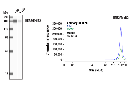 undefined Image 69: Lung Cancer RTK Antibody Sampler Kit