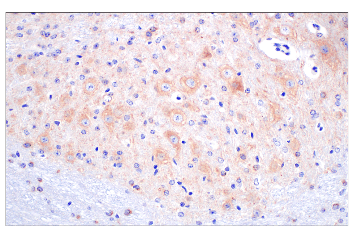 Immunohistochemistry Image 4: BACE1 (F4Z7X) Rabbit mAb (BSA and Azide Free)