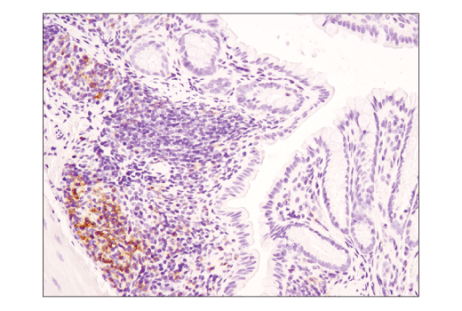 Immunohistochemistry Image 2: CD4 (D7D2Z) Rabbit mAb (BSA and Azide Free)