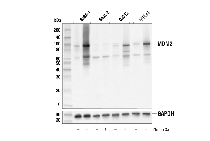 Western Blotting Image 1: MDM2 (E3G5I) Rabbit mAb