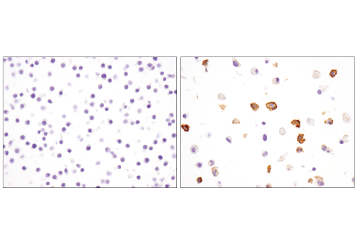 Immunohistochemistry Image 5: PD-L1 (D5V3B) Rabbit mAb (BSA and Azide Free)