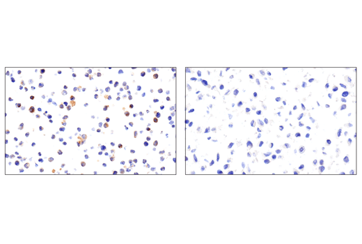 Immunohistochemistry Image 4: 4-1BBL/CD137L/TNFSF9 (E8W3P) Rabbit mAb (BSA and Azide Free)
