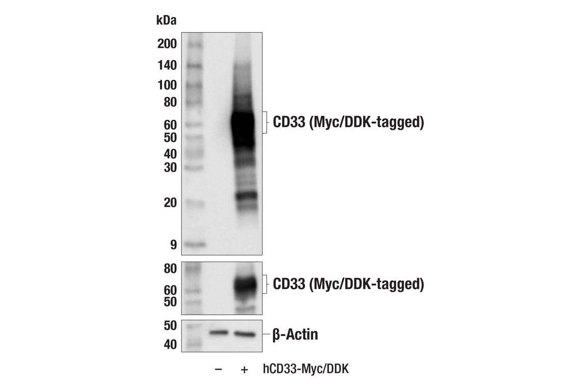 Western Blotting Image 1: CD33 (F9U6X) Rabbit mAb