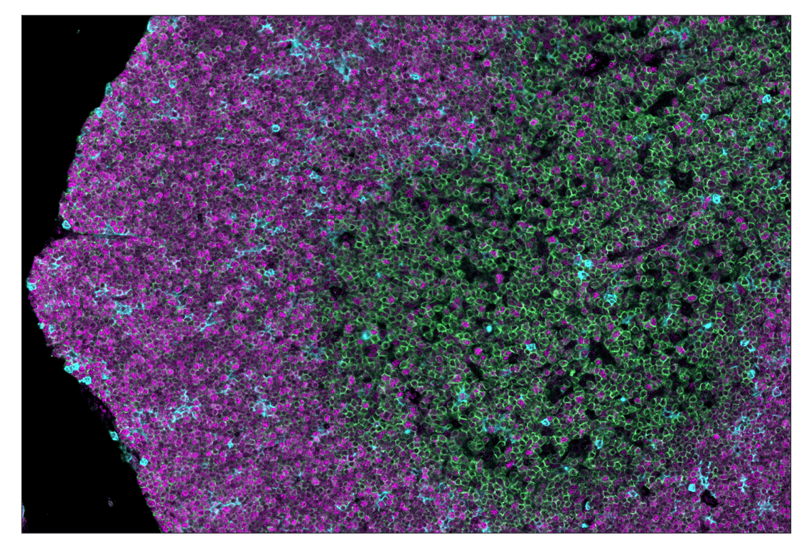 Immunohistochemistry Image 1: PCNA (D3H8P) & CO-0090-594 SignalStar<sup>™</sup> Oligo-Antibody Pair