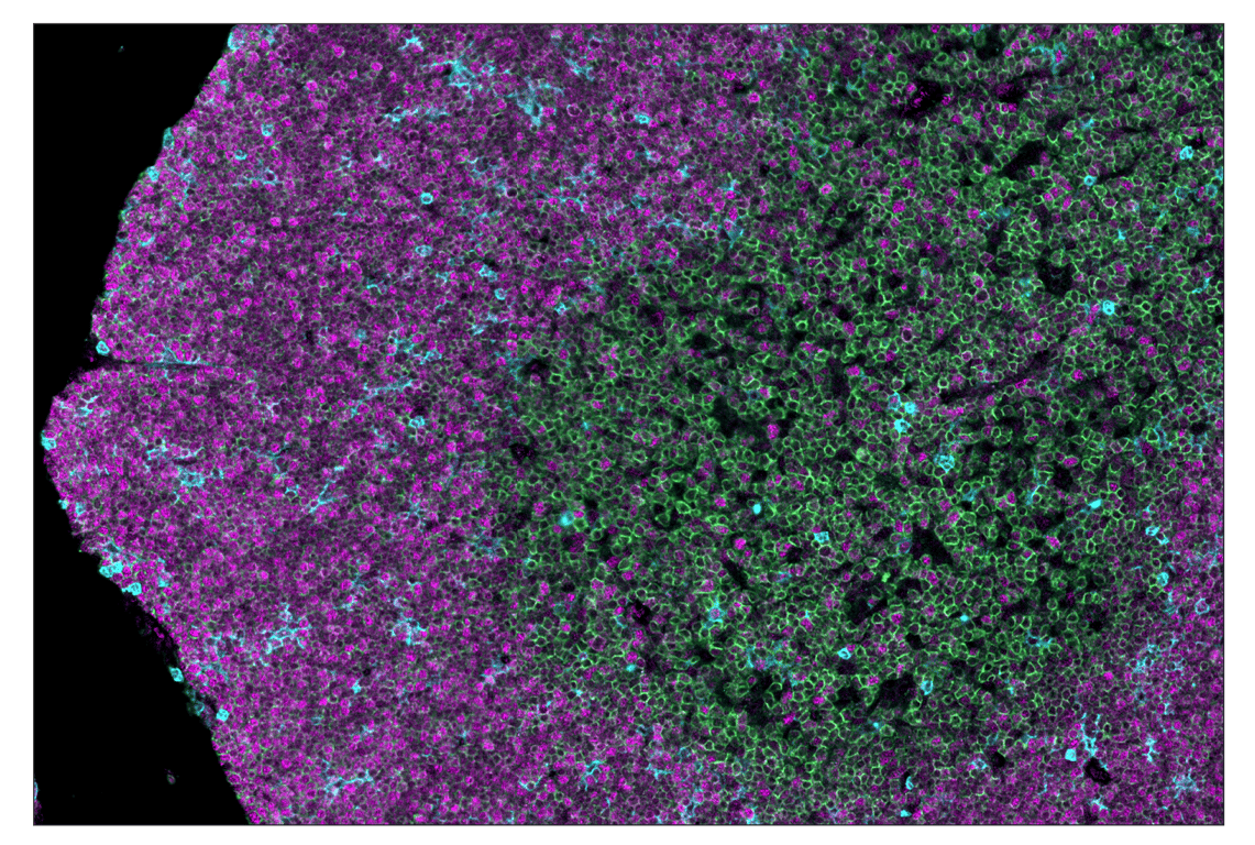 Immunohistochemistry Image 1: PCNA (D3H8P) & CO-0090-594 SignalStar™ Oligo-Antibody Pair