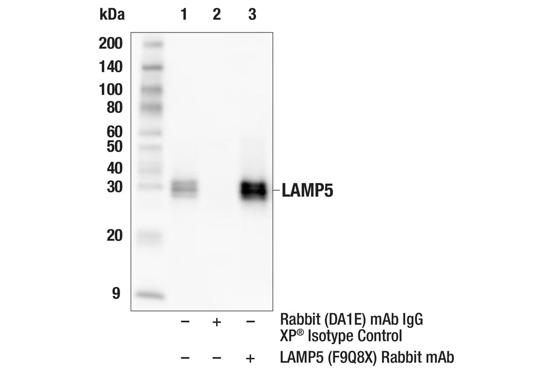 Immunoprecipitation Image 1: LAMP5 (F9Q8X) Rabbit mAb