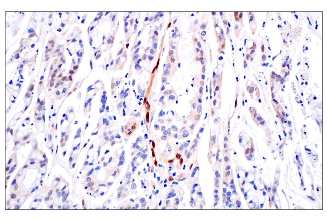 Immunohistochemistry Image 5: ID1 (F2M1J) Rabbit mAb (BSA and Azide Free)