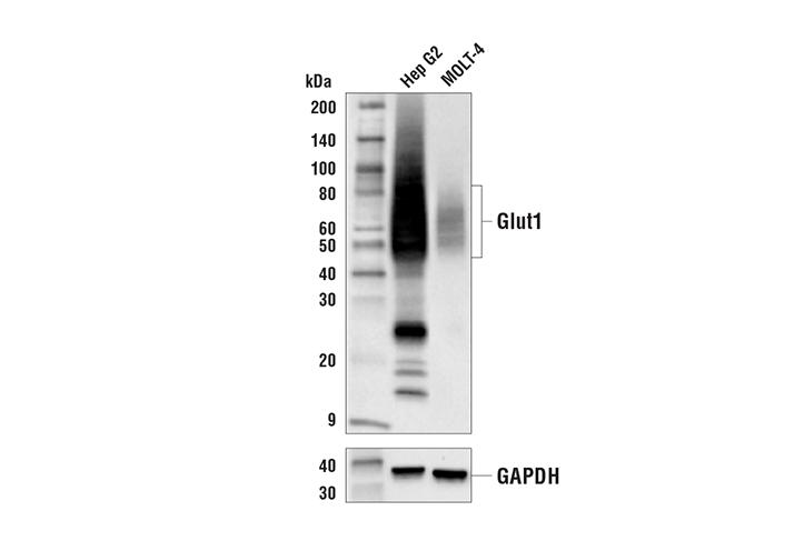 Western Blotting Image 1: Glut1 (E4S6I) Rabbit mAb