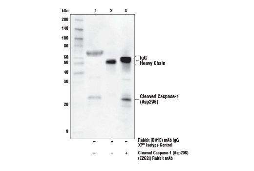 undefined Image 26: Mouse Reactive Pyroptosis Antibody Sampler Kit