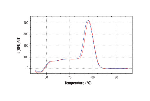 Chromatin Immunoprecipitation Image 1: SimpleChIP® Human Nanog Promoter Primers