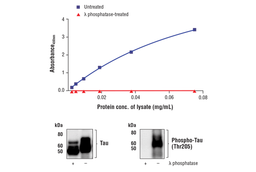 ELISA Image 1: FastScan<sup>™</sup> Phospho-Tau (Thr205) ELISA Kit