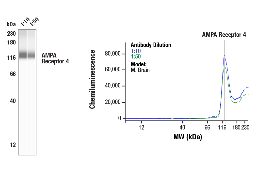 Western Blotting Image 1: AMPA Receptor 4 (GluA 4) (D41A11) XP<sup>®</sup> Rabbit mAb