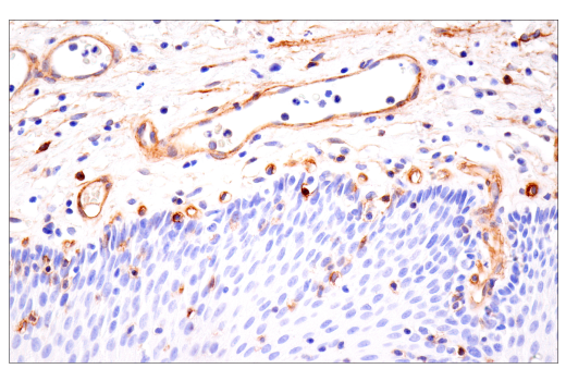 Immunohistochemistry Image 9: Integrin α1/CD49a (E9K2J) XP<sup>®</sup> Rabbit mAb (BSA and Azide Free)