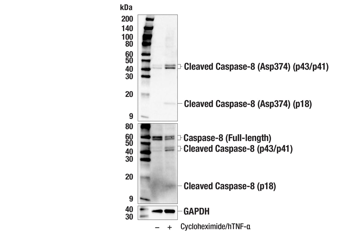 Western Blotting Image 1: Cleaved Caspase-8 (Asp374) (E6H8S) Rabbit mAb