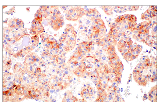 Immunohistochemistry Image 1: BST2 (E4N3W) XP<sup>®</sup> Rabbit mAb