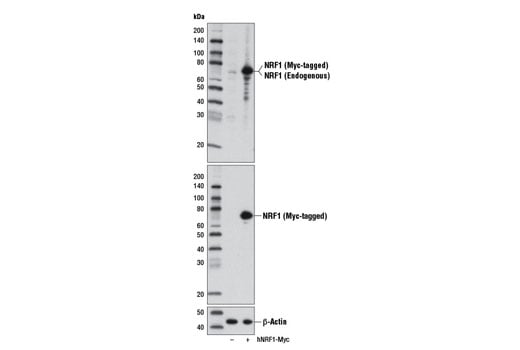 Western Blotting Image 2: NRF1 Antibody