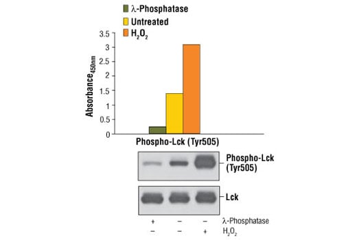 ELISA Image 1: PathScan<sup>®</sup> Phospho-Lck (Tyr505) Sandwich ELISA Kit