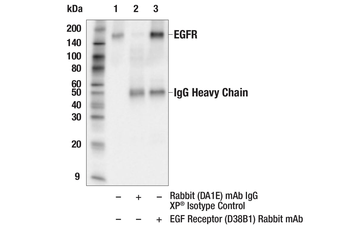 undefined Image 36: Lung Cancer RTK Antibody Sampler Kit