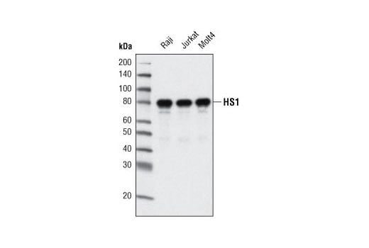 Western Blotting Image 1: HS1 (D83A8) XP<sup>®</sup> Rabbit mAb (BSA and Azide Free)