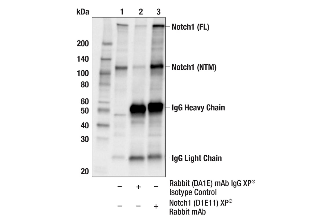 Immunoprecipitation Image 1: Notch1 (D1E11) XP<sup>®</sup> Rabbit mAb