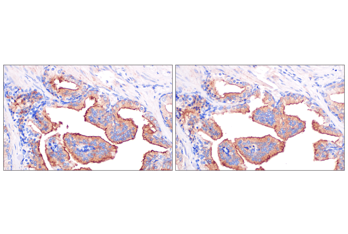 Immunohistochemistry Image 7: GLIPR2 (F7H7V) Rabbit mAb