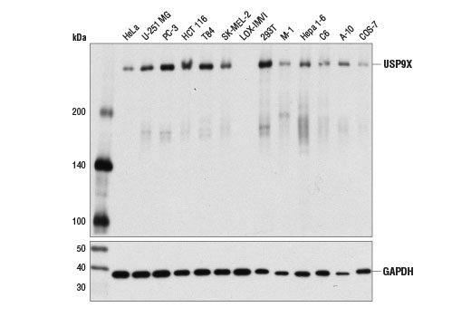 Western Blotting Image 1: USP9X (D4Y7W) Rabbit mAb (BSA and Azide Free)