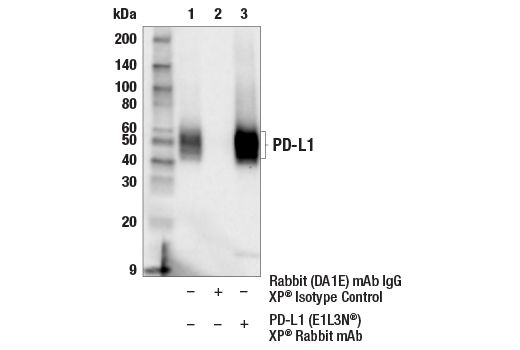 Immunoprecipitation Image 1: PD-L1 (E1L3N<sup>®</sup>) XP<sup>®</sup> Rabbit mAb