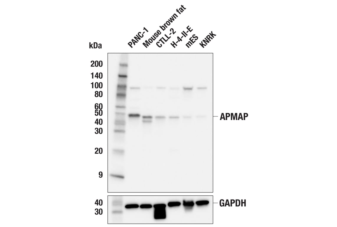 Western Blotting Image 1: APMAP (F1E6M) Rabbit mAb