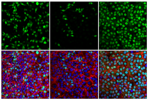 Immunofluorescence Image 1: Cyclin A2 (E6D1J) XP<sup>®</sup> Rabbit mAb