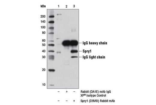 Immunoprecipitation Image 1: Spry1 (D9V6I) Rabbit mAb