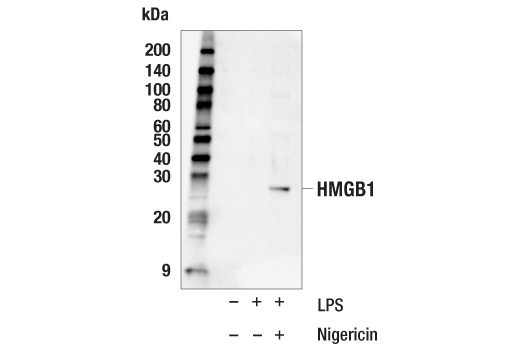 undefined Image 19: Mouse Reactive Pyroptosis Antibody Sampler Kit