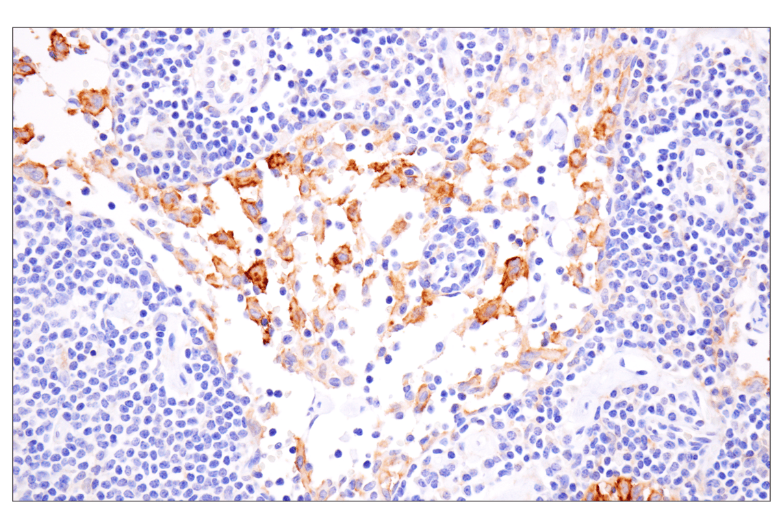Immunohistochemistry Image 5: SLC40A1/Ferroportin-1 (F9U5S) Rabbit mAb
