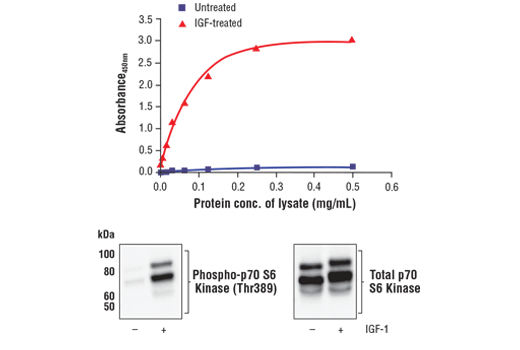 ELISA Image 1: FastScan<sup>™</sup> Phospho-p70 S6 Kinase (Thr389) ELISA Kit