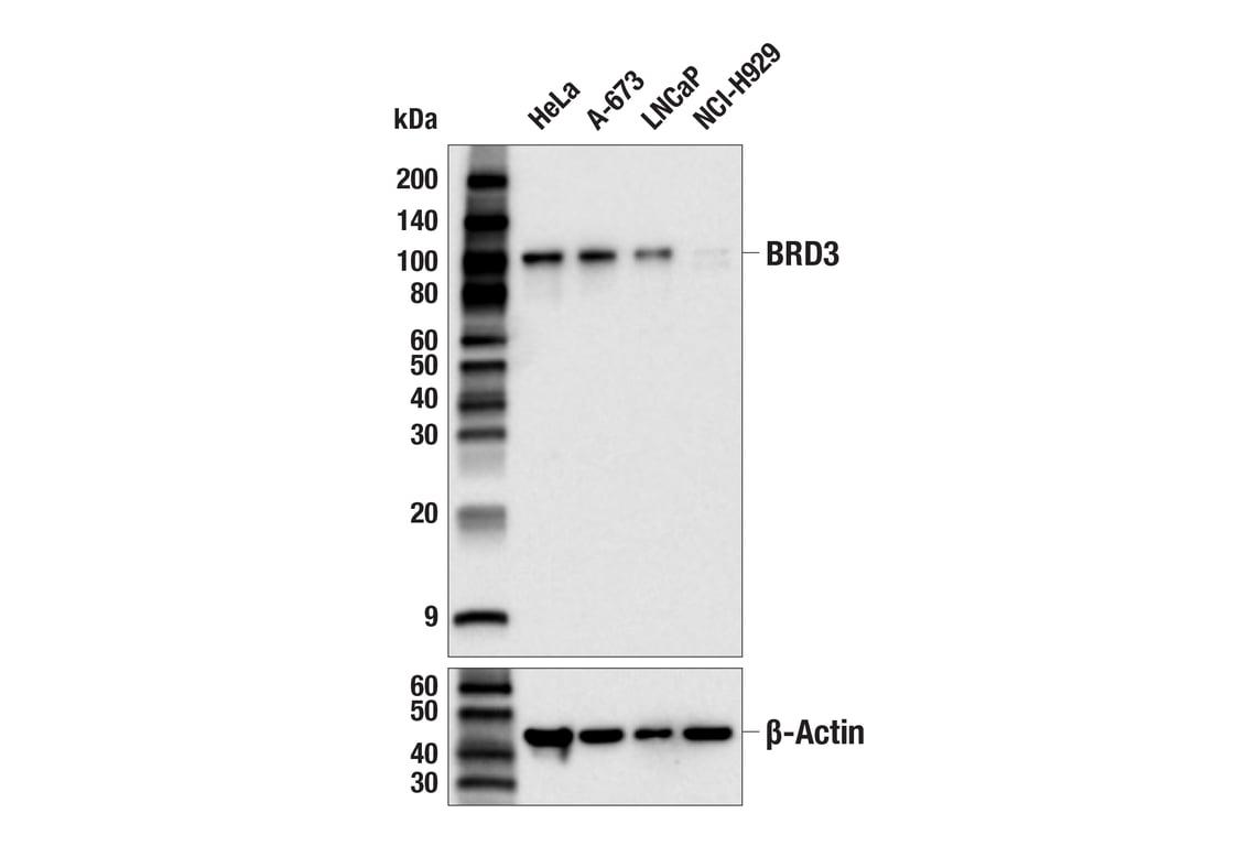 Western Blotting Image 1: BRD3 (E3D5N) Rabbit mAb