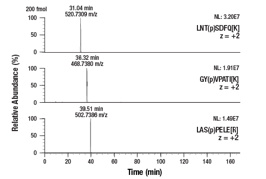 undefined Image 4: PTMScan<sup>®</sup> Control Peptides Phospho-Enrichment IMAC