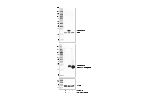 Western Blotting Image 4: DHFR Antibody