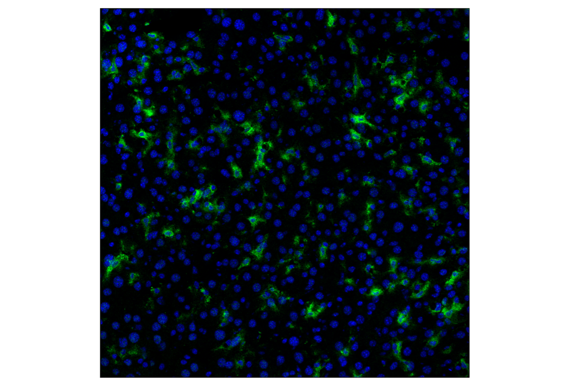 Immunofluorescence Image 1: CD14 (D1U2Y) Rabbit mAb