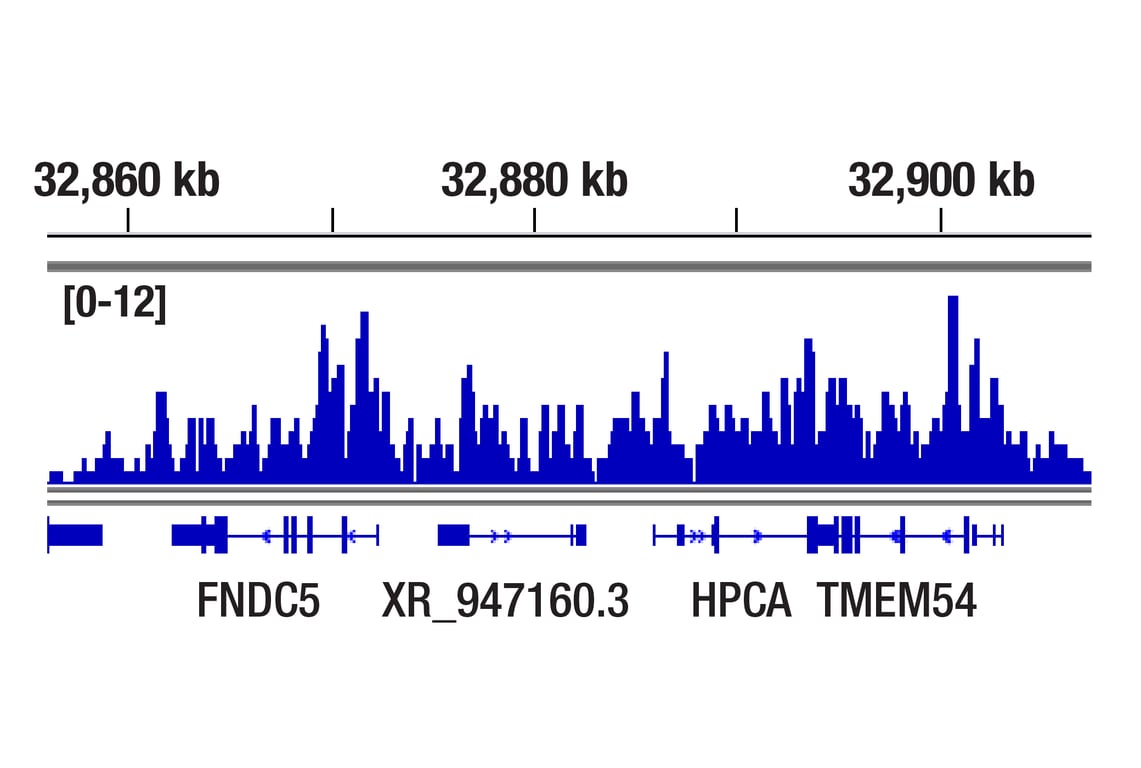 CUT & RUN Image 1: Ubiquityl-Histone H2A (Lys119) (D27C4) XP<sup>®</sup> Rabbit mAb