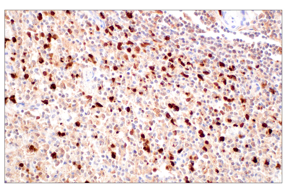 Immunohistochemistry Image 7: SerpinB1 (E4W7B) Rabbit mAb